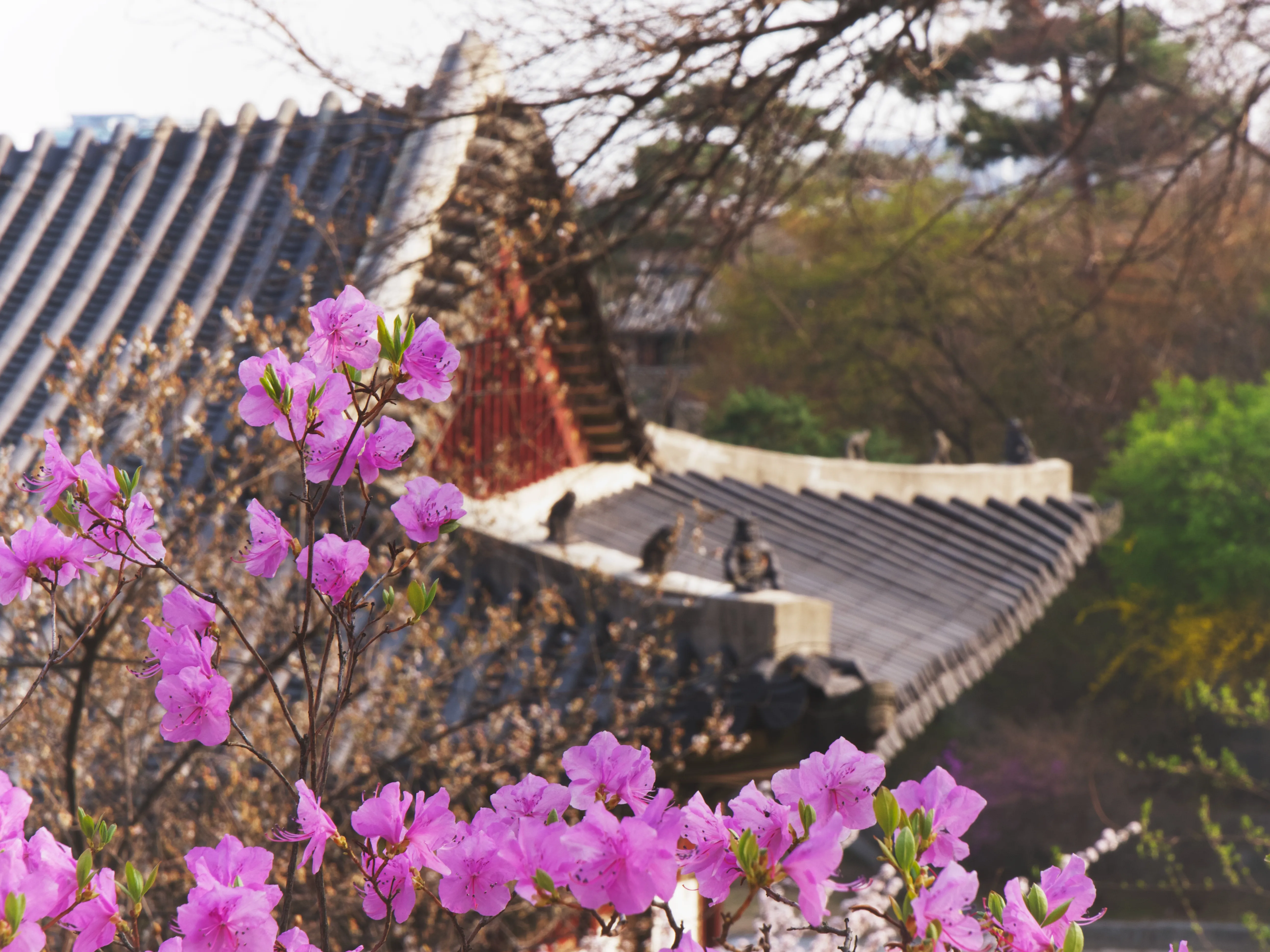 Flowers Blooming Gallery - Picture 3